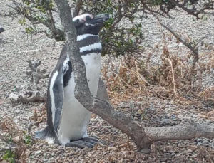 Península de Valdés Patrimonio de la Humanidad