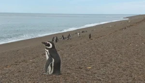 Península de Valdés Patrimonio de la Humanidad