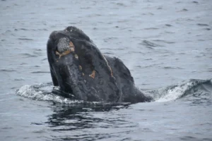 ballena franca austral de Argentina