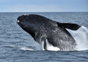 ballena franca austral de Argentina