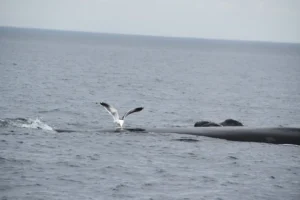 ballena franca austral de Argentina