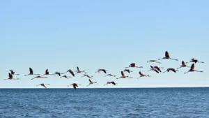 ballena franca austral de Argentina