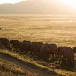 La Gran Migración de los Elefantes