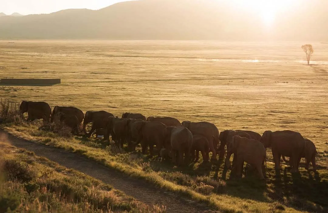 La Gran Migración de los Elefantes
